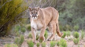 Female Cyclists Fight Off Cougar Attacking Friend With Bikes, Rocks, Bare Hands