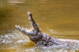 Florida Man Attacked by Crocodile After Sailboat Mishap