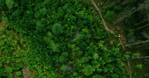 Forest Therapy: See the Outdoors Anew