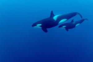 Video: Man Belly Flops Onto Orca, Receives Punishment for Crime