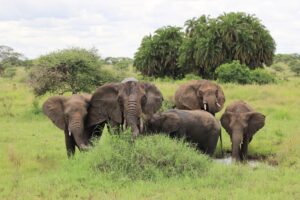 New Study Finds Elephants May Have Names for Each Other