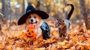 Best pet Halloween costumes for 2024, including picks from Chewy, Spirit Halloween and more