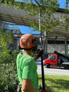 Top 10 Benefits of Professional Tree Services