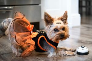 Top Affiliate Programs for Pet Lovers: Profit While You Paws | by Vet Farhan | ILLUMINATION | Nov, 2024