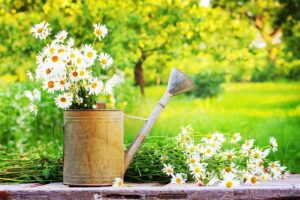 Beautiful flowers in a watering can with a summer garden in the background.